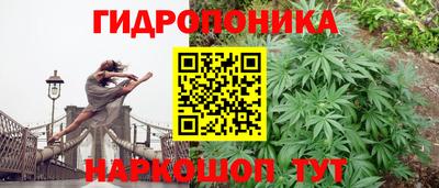шишки Кандалакша